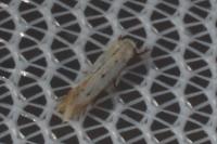 Elachista biatomella