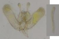 Elachista biatomella