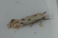 Elachista biatomella
