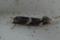 Elachista stabilella