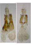 Agdistis heydenii