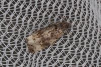 Endothenia marginana