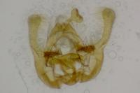 Endothenia marginana