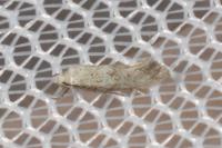 Elachista lugdunensis