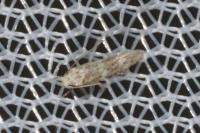 Elachista lugdunensis