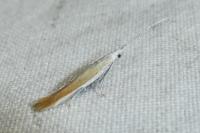 Coleophora acrisella