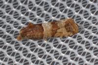 Lobesia indusiana