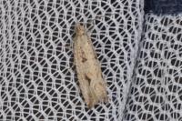Bactra