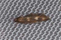 Scythris