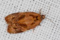 Ditula angustiorana