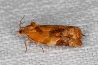 Ditula angustiorana