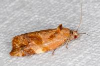 Ditula angustiorana