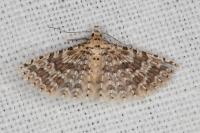 Alucita cancellata
