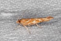 Pyroderces argyrogrammos