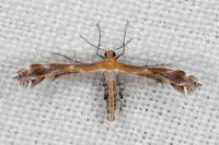 Stangeia siceliota