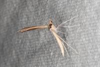 Stenoptilia