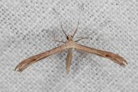 Stenoptilia