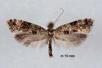 Digitivalva granitella