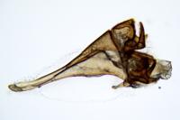 Digitivalva granitella