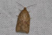 Acleris ferrugana/notana