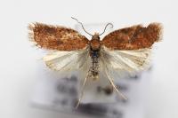 Acleris notana
