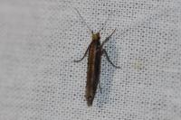 Ypsolopha ustella