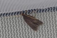 Homaloxestis briantiella