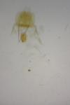 Homaloxestis briantiella