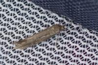 Scythris dissimilella