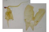 Scythris dissimilella