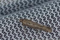 Scythris dissimilella