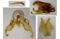 Agdistis adactyla