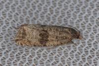 Celypha striana