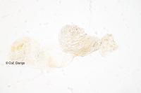 Stigmella suberivora