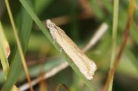 Bactra lancealana