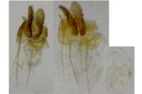 Bactra lancealana