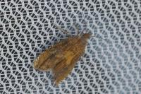 Dichrorampha vancouverana