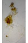 Dichrorampha vancouverana