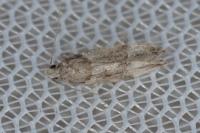Neotelphusa sequax