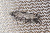 Epinotia cinereana