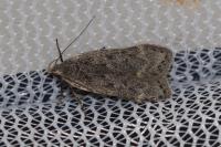 Anacampsis populella