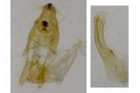 Anacampsis populella