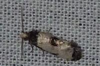 Neocochylis dubitana