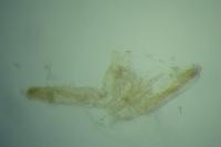 Elachista dispunctella