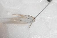 Elachista dispunctella