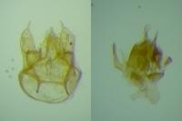 Trifurcula josefklimeschi