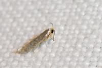 Trifurcula josefklimeschi