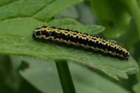 Ethmia pusiella