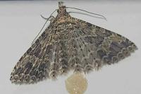 Alucita huebneri