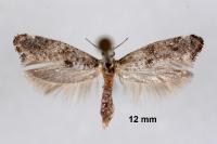 Paraswammerdamia albicapitella